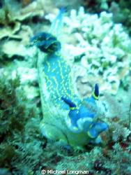 This is a 6 inch Giant Doris I encountered whilst drift d... by Michael Longman 